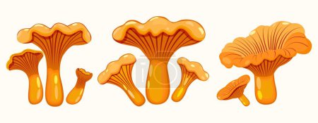 Set of light orange chanterelle mushrooms. Common or real chanterelle. Close-up. Vector. Spring-autumn season.