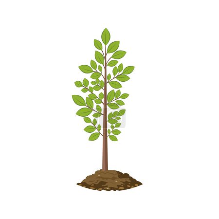 Árbol joven creciendo desde el suelo. Vector. Se utiliza para el diseño web de collages sobre el tema de la jardinería, plantas, vida silvestre. Dibujos animados, dibujo simple.