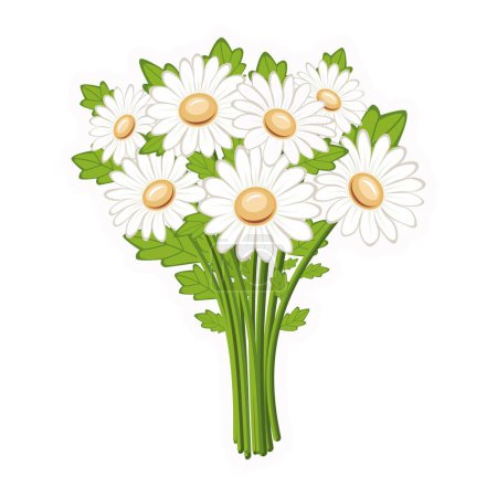 Bouquet of daisies. Wildflowers. Vector. Close-up. White background. Used for collages and stickers in web design, for cards and congratulations.