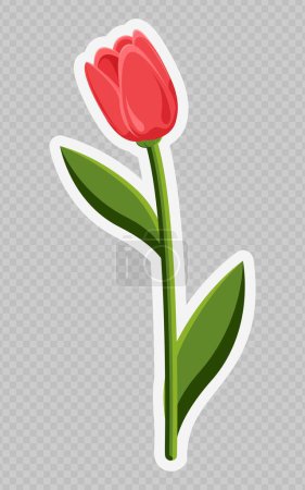 Rote Tulpe. Frühlingsblume. Transparenter Hintergrund. Wird für Collagen, Aufkleber und Webdesign verwendet. Konzept verschiedener Veranstaltungen.