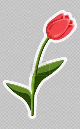 Rote Tulpe. Frühlingsblume. Transparenter Hintergrund. Wird für Collagen, Aufkleber und Webdesign verwendet. Konzept verschiedener Veranstaltungen.