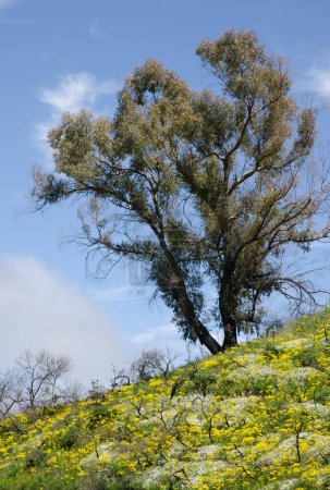 Photo for Southern blue gum Eucalyptus globulus and plants in bloom. Las Cumbres Protected Landscape. San Mateo. Gran Canaria. Canary Islands. Spain. - Royalty Free Image