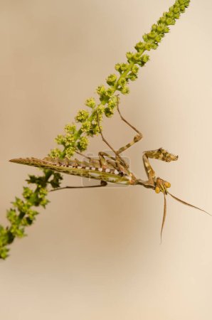 Photo for Egyptian flower mantis Blepharopsis mendica. Male. Cruz de Pajonales. Integral Natural Reserve of Inagua. Tejeda. Gran Canaria. Canary Islands. Spain. - Royalty Free Image