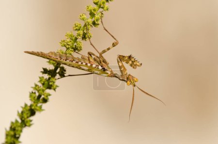 Photo for Egyptian flower mantis Blepharopsis mendica. Male. Cruz de Pajonales. Integral Natural Reserve of Inagua. Tejeda. Gran Canaria. Canary Islands. Spain. - Royalty Free Image