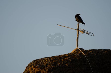 Photo for Canary Island raven Corvus corax canariensis perched on an antenna. Pajonales. The Nublo Rural Park. Tejeda. Gran Canaria. Canary Islands. Spain. - Royalty Free Image