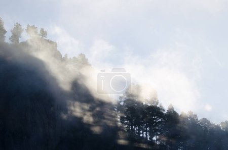 Photo for Morro de Pajonales cliff and forest of Canary Island pine Pinus canariensis in the fog. Inagua. Tejeda. Gran Canaria. Canary Islands. Spain. - Royalty Free Image
