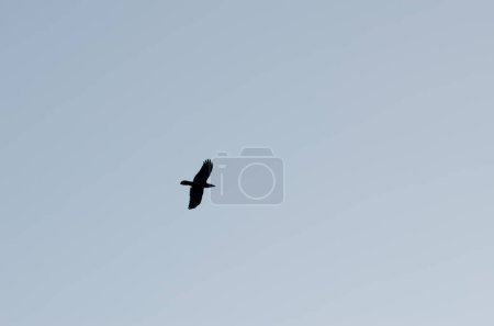 Photo for Canary Islands raven Corvus corax canariensis in flight. The Nublo Rural Park. Tejeda. Gran Canaria. Canary Islands. Spain. - Royalty Free Image