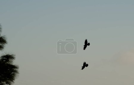 Photo for Canary Islands ravens Corvus corax canariensis in flight. The Nublo Rural Park. Tejeda. Gran Canaria. Canary Islands. Spain. - Royalty Free Image