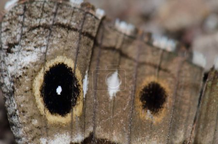 Téléchargez les photos : Sous l'aile du papillon gris Hipparchia tamadabae de Gran Canaria. Réserve naturelle d'Inagua. Gran Canaria. Îles Canaries. Espagne. - en image libre de droit