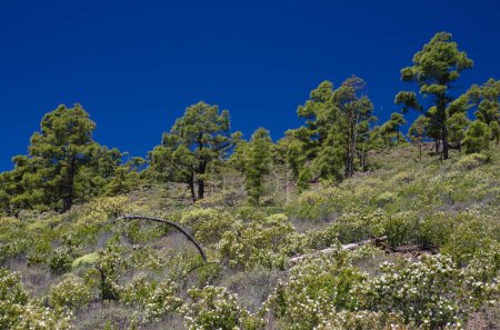 Photo for Forest of Canary Island pine Pinus canariensis and thicket of Montpellier cistus Cistus montpeliensis. Inagua. Gran Canaria. Canary Islands. Spain. - Royalty Free Image
