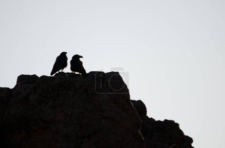 Photo for Pair of Canary Islands ravens Corvus corax canariensis. The Nublo Rural Park. Tejeda. Gran Canaria. Canary Islands. Spain. - Royalty Free Image