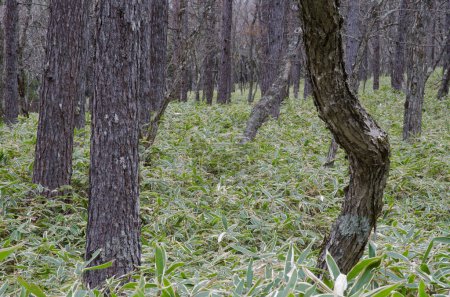 Téléchargez les photos : Forêt de mélèze japonais Larix kaempferi. Parc national Nikko. Préfecture de Tochigi. Japon. - en image libre de droit