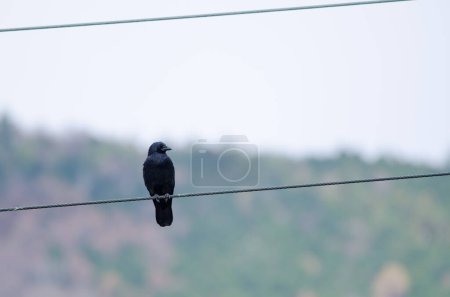 Foto de Cuervo de pico grande Corvus macrorhynchos japonensis. Parque Nacional Nikko. Prefectura de Tochigi. Japón. - Imagen libre de derechos