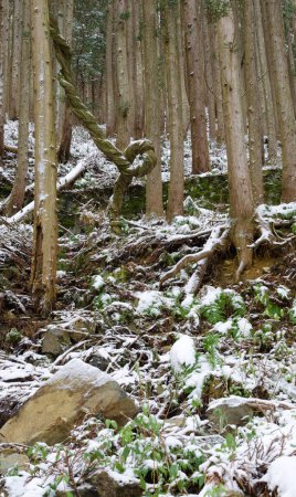 Foto de Bosque de cedro japonés Cryptomeria japonica. Parque Nacional Joshinetsu Kogen. Región de Chubu. Japón. - Imagen libre de derechos