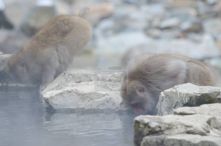 Photo for Japanese macaques Macaca fuscata drinking water in a hot spring pool. Jigokudani Monkey Park. Yamanouchi. Joshinetsu Kogen National Park. Japan. - Royalty Free Image