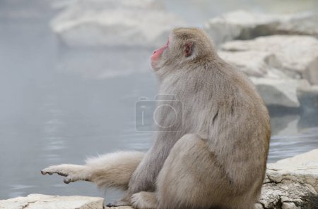 Téléchargez les photos : Macaque japonais Macaca fuscata étirant une jambe. Jigokudani Monkey Park. Yamanouchi. Préfecture de Nagano. Parc national Joshinetsu Kogen. Japon. - en image libre de droit