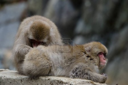 Téléchargez les photos : Un Macaque japonais Macaca fuscata toilettant un autre. Jigokudani Monkey Park. Yamanouchi. Préfecture de Nagano. Parc national Joshinetsu Kogen. Japon. - en image libre de droit