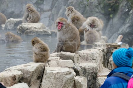 Téléchargez les photos : Personne qui regarde Macaques japonais Macaca fuscata. Jigokudani Monkey Park. Yamanouchi. Préfecture de Nagano. Parc national Joshinetsu Kogen. Japon. - en image libre de droit