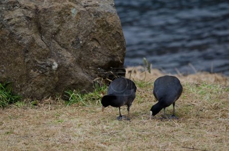 Photo for Eurasian coots Fulica atra searching for food. Lake Kawaguchi. Yamanashi Prefecture. Fuji-Hakone-Izu National Park. Honshu. Japan. - Royalty Free Image