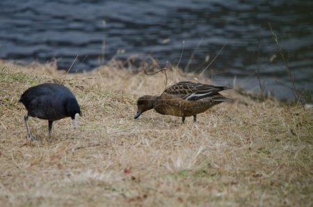 Photo for Eurasian wigeon Mareca penelope searching for food and Eurasian coot to the left. Lake Kawaguchi. Fuji-Hakone-Izu National Park. Honshu. Japan. - Royalty Free Image