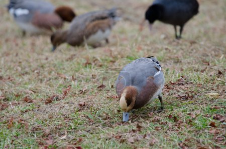 Photo for Male Eurasian wigeon Mareca penelope searching for food. Lake Kawaguchi. Yamanashi Prefecture. Fuji-Hakone-Izu National Park. Honshu. Japan. - Royalty Free Image