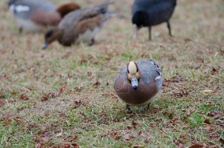 Photo for Male Eurasian wigeon Mareca penelope searching for food. Lake Kawaguchi. Yamanashi Prefecture. Fuji-Hakone-Izu National Park. Honshu. Japan. - Royalty Free Image