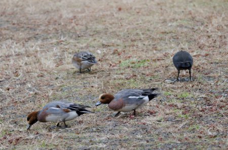 Photo for Males Eurasian wigeon Mareca penelope searching for food in the foreground and Eurasian coot to the right. Lake Kawaguchi. Honshu. Japan. - Royalty Free Image
