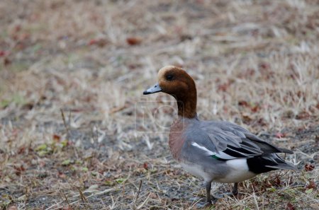 Photo for Male Eurasian wigeon Mareca penelope. Lake Kawaguchi. Yamanashi Prefecture. Fuji-Hakone-Izu National Park. Honshu. Japan. - Royalty Free Image