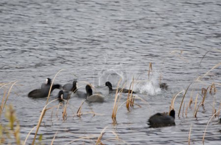 Photo for Flock of Eurasian coots Fulica atra splashing in the water. Lake Kawaguchi. Yamanashi Prefecture. Fuji-Hakone-Izu National Park. Honshu. Japan. - Royalty Free Image