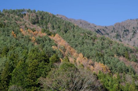 Photo for Mixed forest in autumn. Saiko. Fujikawaguchiko. Yamanashi Prefecture. Fuji-Hakone-Izu National Park. Honshu. Japan. - Royalty Free Image