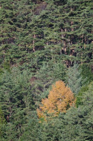 Photo for Mixed forest in autumn. Saiko. Fujikawaguchiko. Yamanashi Prefecture. Fuji-Hakone-Izu National Park. Honshu. Japan. - Royalty Free Image