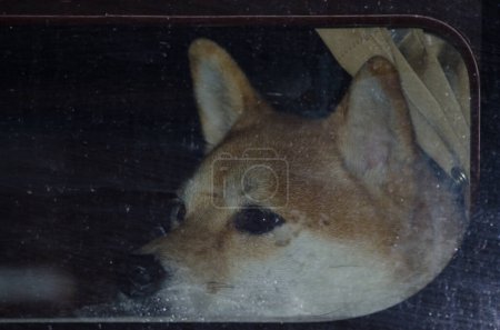 Photo for Dog of the akita breed inside a vehicle. Fujikawaguchiko. Yamanashi Prefecture. Fuji-Hakone-Izu National Park. Honshu. Japan. - Royalty Free Image
