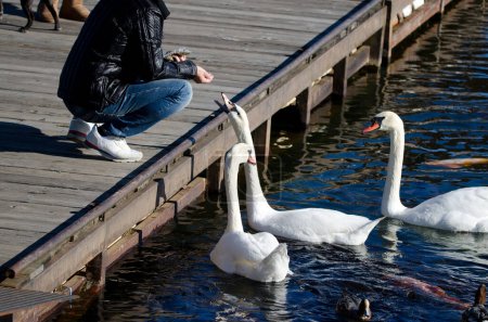 Foto de Hombre alimentando cisnes mudos Cygnus olor. Lago Yamanako. Yamanakako. Prefectura de Yamanashi. Parque Nacional Fuji-Hakone-Izu. Honshu. Japón. - Imagen libre de derechos