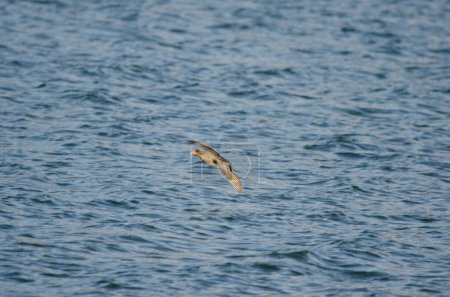 Téléchargez les photos : Pénélope femelle du wigeon eurasien Mareca en vol. Image floue pour suggérer un mouvement. Lac Yamanako. Yamanakako. Préfecture de Yamanashi. Honshu. Japon. - en image libre de droit