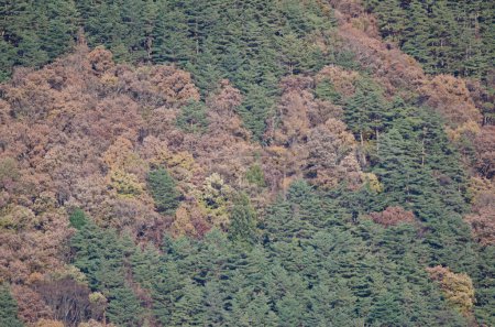 Photo for Hillside covered by mixed forest. Lake Kawaguchi. Fujikawaguchico. Yamanashi Prefecture. Fuji-Hakone-Izu National Park. Honshu. Japan. - Royalty Free Image
