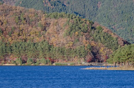 Photo for Lake Kawaguchi and mixed forest. Fujikawaguchico. Yamanashi Prefecture. Fuji-Hakone-Izu National Park. Honshu. Japan. - Royalty Free Image
