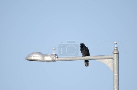Foto de Cuervo de pico grande Corvus macrorhynchos japonensis encaramado en un poste de luz llamando. Utoro. Península de Shiretoko. Hokkaido. Japón. - Imagen libre de derechos