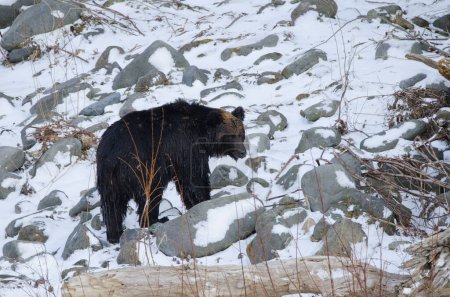 Foto de Ussuri oso marrón Ursus arctos lasiotus. Parque Nacional Shiretoko. Península de Shiretoko. Hokkaido. Japón. - Imagen libre de derechos