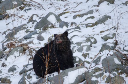 Foto de Ussuri oso pardo Ursus arctos lasiotus comiendo un salmón. Parque Nacional Shiretoko. Península de Shiretoko. Hokkaido. Japón. - Imagen libre de derechos