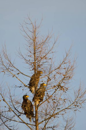 Photo for Young Stellers sea eagles Haliaeetus pelagicus on a tree. Kiyosato. Hokkaido. Japan. - Royalty Free Image