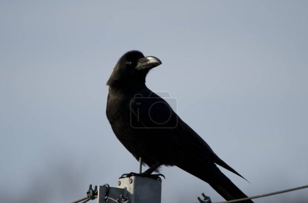 Photo for Large-billed crow Corvus macrorhynchos japonensis. Motosakumui Bashi. Shibetsu. Hokkaido. Japan. - Royalty Free Image