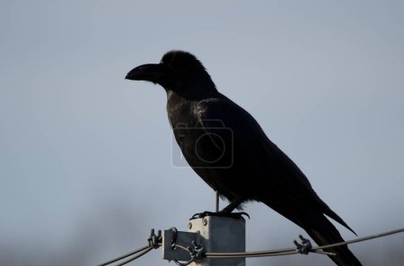 Photo for Large-billed crow Corvus macrorhynchos japonensis. Motosakumui Bashi. Shibetsu. Hokkaido. Japan. - Royalty Free Image