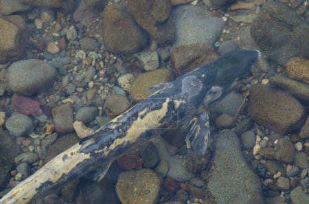 Foto de Salmón chum Oncorhynchus keta en el río Motosakimui. Motosakimui Bashi. Shibetsu. Hokkaido. Japón. - Imagen libre de derechos