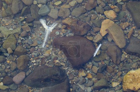 Foto de Espinas de la espina dorsal y la aleta de la cola de un chum salmón Oncorhynchus keta en un lecho de río. Motosakumui Bashi. Shibetsu. Hokkaido. Japón. - Imagen libre de derechos