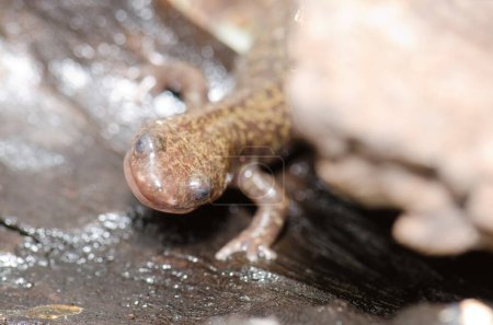 Photo for Ezo salamander Hynobius retardatus. Under controlled conditions. Shiretoko Peninsula. Nemuro Subprefecture, Hokkaido, Japan. - Royalty Free Image