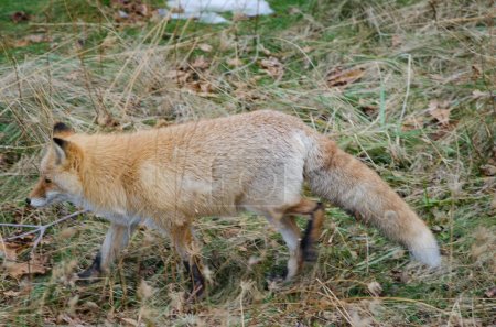 Photo for Ezo red fox Vulpes vulpes schrenckii walking. Utoro. Shiretoko Peninsula. Hokkaido. Japan. - Royalty Free Image