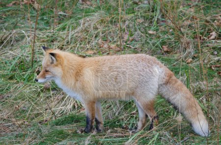 Photo for Ezo red fox Vulpes vulpes schrenckii. Utoro. Shiretoko Peninsula. Hokkaido. Japan. - Royalty Free Image