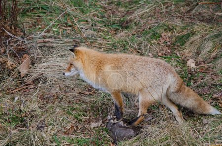 Photo for Ezo red fox Vulpes vulpes schrenckii stalking prey. Utoro. Shiretoko Peninsula. Hokkaido. Japan. - Royalty Free Image