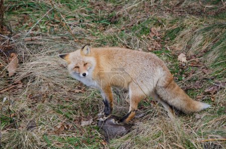 Photo for Ezo red fox Vulpes vulpes schrenckii. Utoro. Shiretoko Peninsula. Hokkaido. Japan. - Royalty Free Image