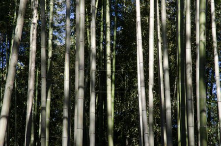 Téléchargez les photos : Bamboo Forest of Arashiyama in Kyoto. Japan. - en image libre de droit